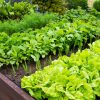 Jak zaplanować ogródek warzywny w swoim domowym ogrodzie?